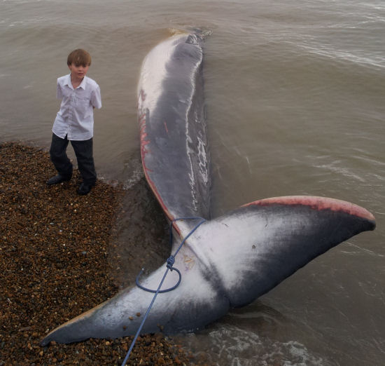 beached Finn whale image